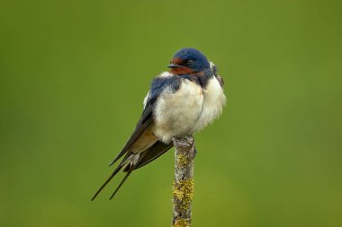 Ambar kırlangıcı (Hirundo rustica) yeşil arka planda oturuyor