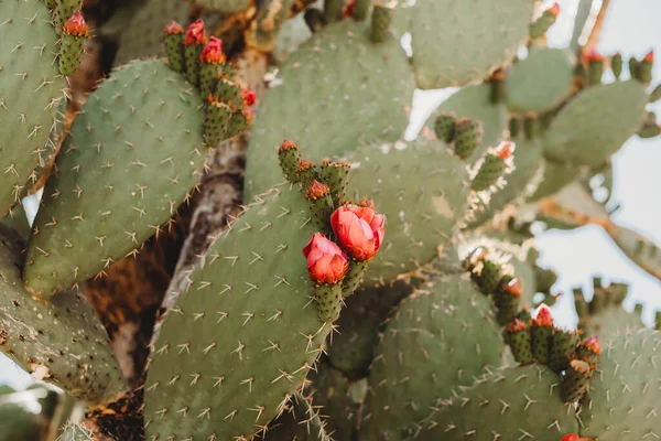 Desert Cactus Blooms Summer — Stock Photo, Image