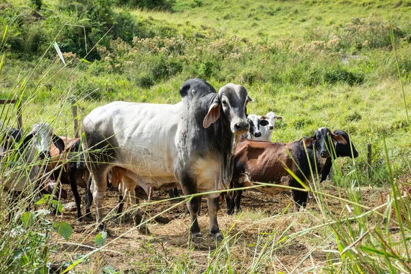 Group Cows Farm Pasture Fields Countryside Rio Janeiro Brazil — Stock Photo, Image