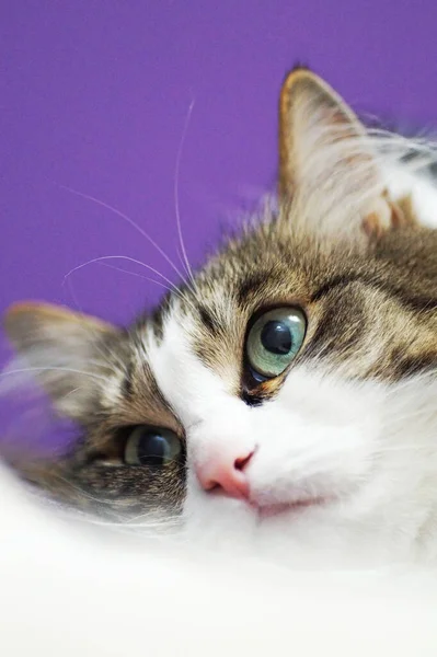 表情豊かな目の猫がライラックの壁に横たわっている — ストック写真