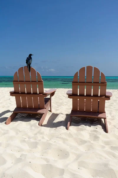 Plážová Křesla Bílé Karibské Pláži Cozumelu Černým Ptákem Sledujícím Tyrkysové — Stock fotografie