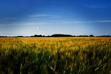 Mavi gökyüzüne karşı Uzun Dalgalı Ekin