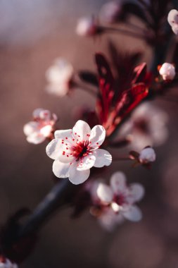 Bir bahar günü bir dalda güzel bir kiraz çiçeğine yakın..