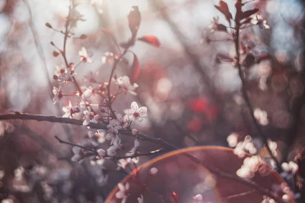 Bellissimi Fiori Ciliegio Sabbia Ramo Una Soleggiata Giornata Primaverile — Foto Stock