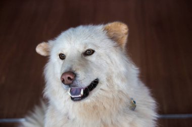 Beyaz Golden Retriever Alman çoban köpeğinin portresi 