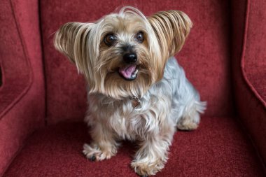 Kırmızı sandalyede kameraya bakan Yorkshire teriyerinin portresi