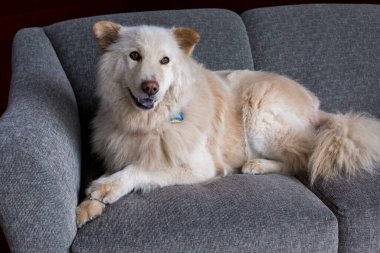 Beyaz bir Golden Retriever Alman çoban köpeği. Gri C üzerinde yatan bir köpek.
