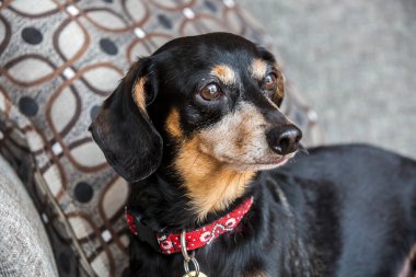 Gri bir kanepede oturan Dachsund 'un yakın portresi