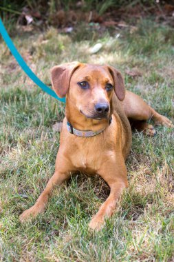 Kızılkemik rakunu karışımı bir köpek yavrusu çimlerin üzerinde yatıyor.