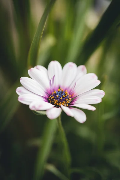 Close Van Een Witte Osteospermum Eklonis Bloem Met Groene Achtergrond — Stockfoto