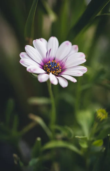 Primo Piano Fiore Osteospermum Eklonis Bianco Con Sfondo Verde — Foto Stock