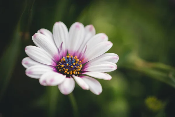 Close Van Een Witte Osteospermum Eklonis Bloem Met Groene Achtergrond — Stockfoto