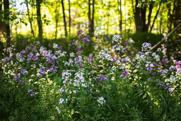 Feld Aus Lila Und Weißen Wildblumen Einem Waldgebiet Kanada — Stockfoto