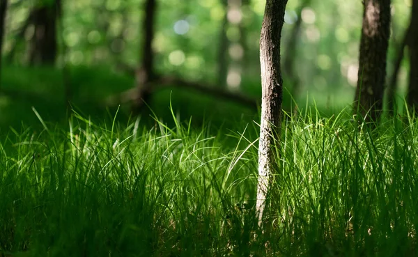 Słoneczny Oświetlający Skrawek Trawy Małego Drzewa Lesie — Zdjęcie stockowe