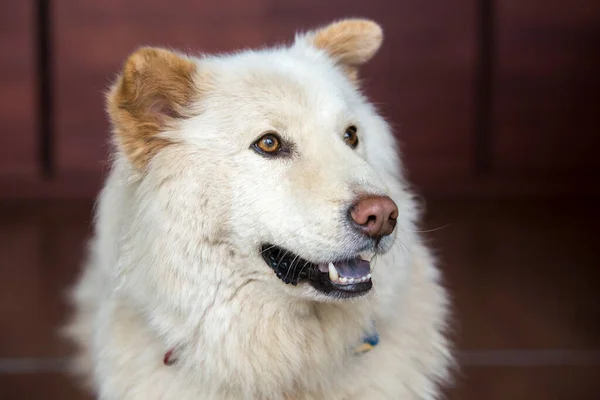 Close Portrait White Golden Retriever German Shepherd Mix — Stock Photo, Image