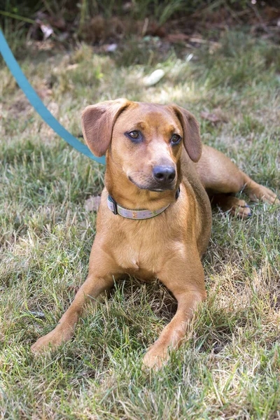 Cachorro Redbone Coonhound Mistura Mentiras Grama — Fotografia de Stock