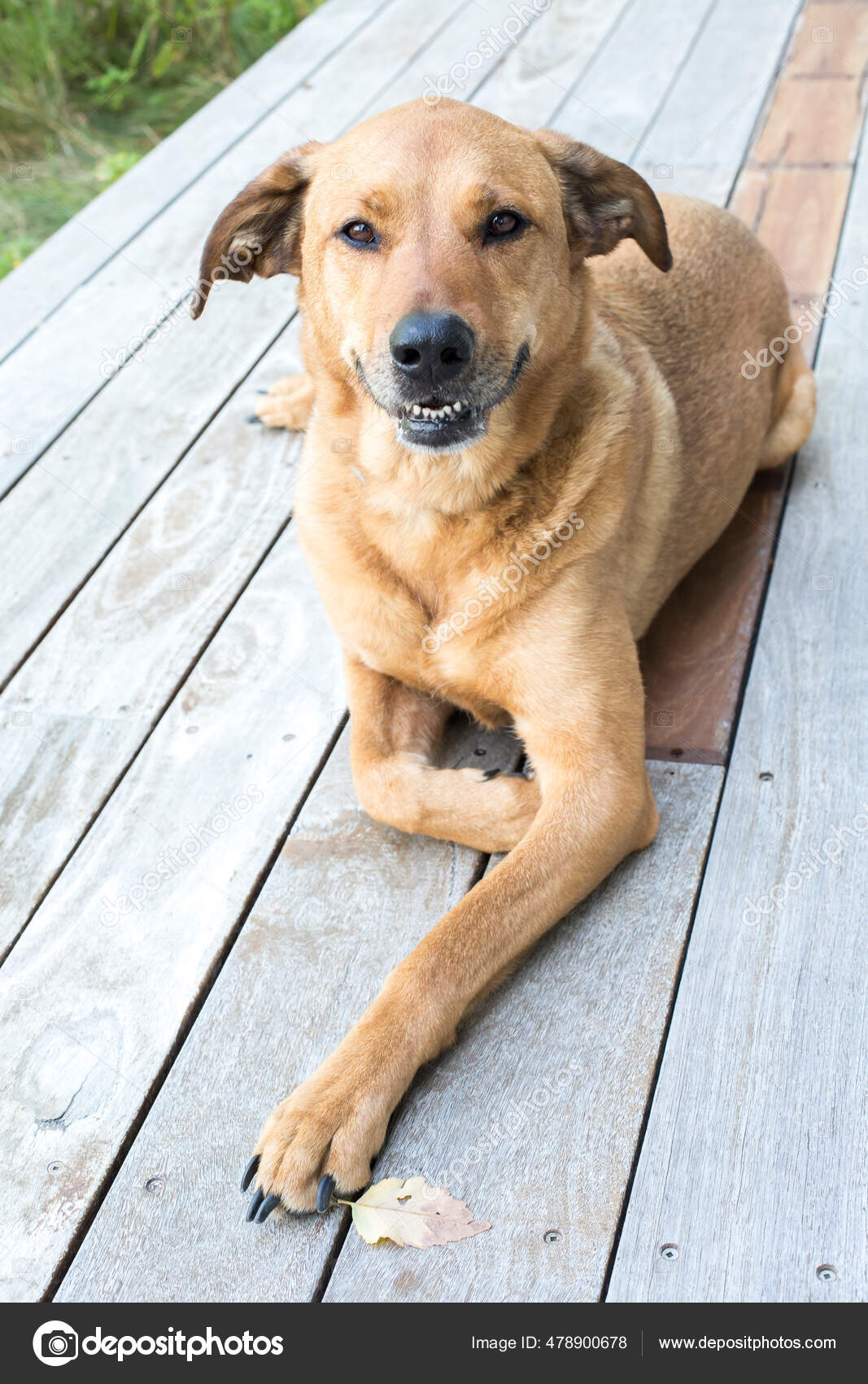 Mascota Raza De Perro Mediano Pelo Corto Brown Perro Pelo Corto