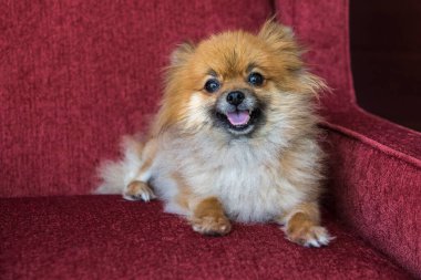 Kırmızı sandalyede ağzı açık duran bir Pomeranion köpeği portresi.