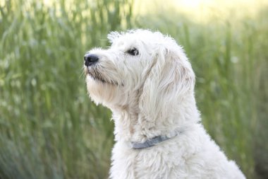 GR 'da oturan beyaz labrador' un yakın plan portresi.
