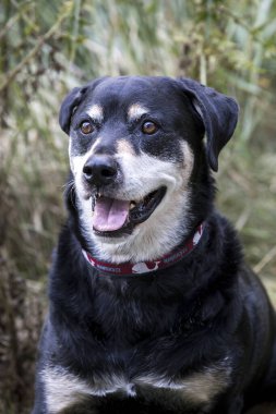 Rottweiler 'ın yakın portresi. Çimenlerde oturan melez bir köpek.