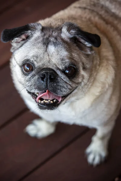 Close Portrait Pug Looking Camera Mouth Open — Stock Photo, Image