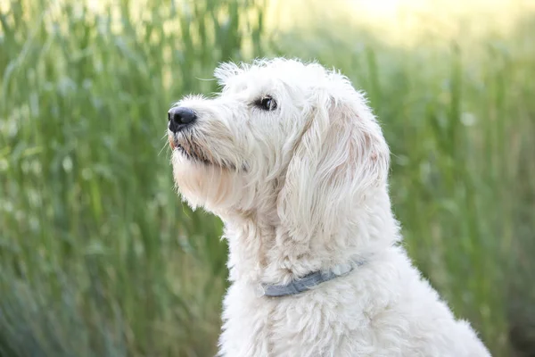 GR 'da oturan beyaz labrador' un yakın plan portresi.