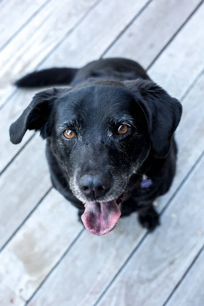 Retrato Close Black Labrador — Fotografia de Stock