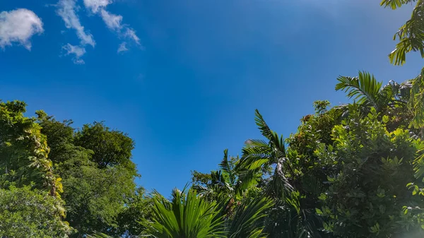Cielo Azul Árboles Palmeras Verdes Seychelles Espacio Para Copiar — Foto de Stock