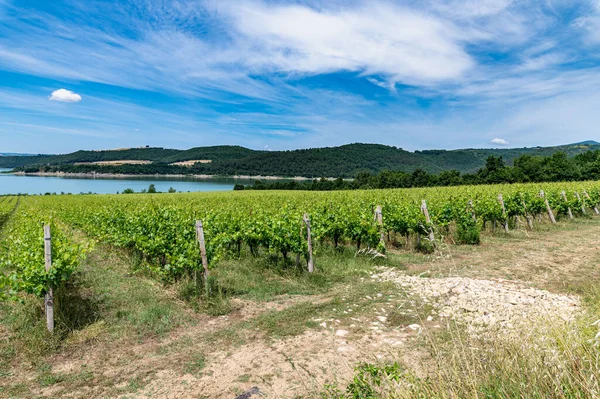 Vineyard Lake Production Grapes Generate Wine — Stock Photo, Image