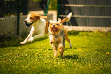 Şirin Yorkshire Terrier köpeği ve av köpeği arka bahçede birbirlerini yiyorlar. Oyuncakla kameraya doğru koşuyor ve zıplıyor.