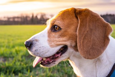 Kırsal bölgede av köpeği. Doğada gün batımı. Köpek arkaplanı