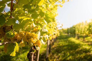 Sarmaşıkta yeşil yapraklı beyaz üzümler. Taze meyve. Sonbaharın başlarında hasat zamanı. Üzüm bağı konsepti.
