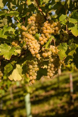 Sarmaşıkta yeşil yapraklı beyaz üzümler. Taze meyve. Sonbaharın başlarında hasat zamanı. Üzüm bağı konsepti.