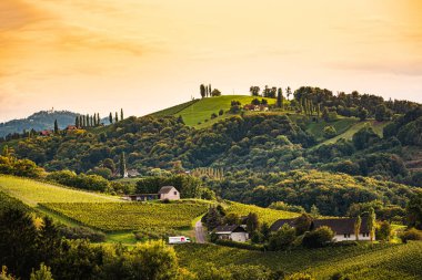 Styrian Tuscany Vineyard sonbaharda Eckberg, Gamliz, Styria, Avusturya yakınlarında. Şarap severler için turistik bir yer..