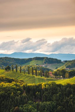 Styrian Tuscany Vineyard sonbaharda Eckberg, Gamliz, Styria, Avusturya yakınlarında. Şarap severler için turistik bir yer..