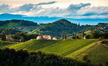 Styrian Tuscany Vineyard sonbaharda Eckberg, Gamliz, Styria, Avusturya yakınlarında. Şarap severler için turistik bir yer..