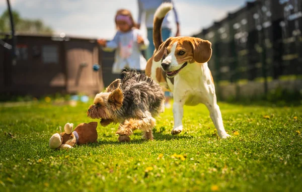 Leuke Yorkshire Terrier Hond Beagle Hond Jagen Elkaar Achtertuin Hardlopen — Stockfoto