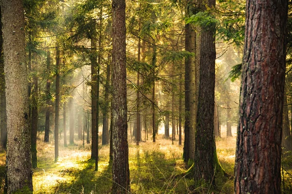 Magical Deep foggy Autumn Forest. Park. Beautiful Scene Misty Old Forest with Sun Rays, Shadows. Scenic Landscape