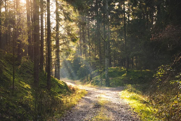 Magischer Tief Nebliger Herbstwald Park Schöne Szene Nebeligen Alten Wald — Stockfoto