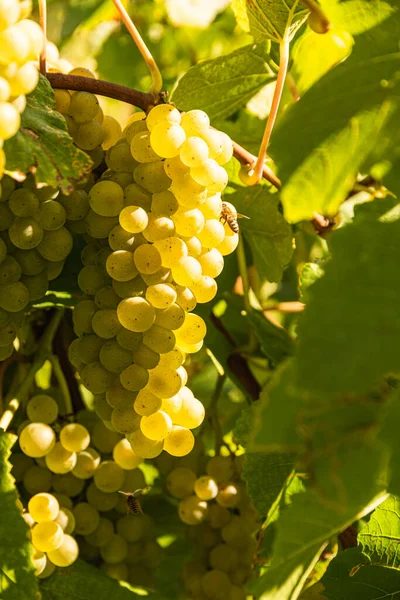 Witte Druiven Met Groene Bladeren Aan Wijnstok Vers Fruit Oogsttijd — Stockfoto