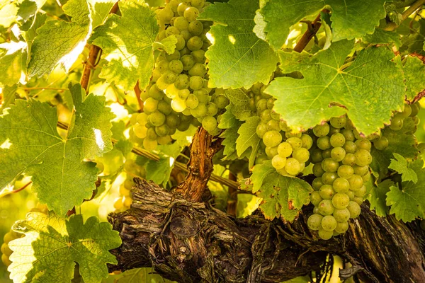 Uprawy Białych Winogron Zielonymi Liśćmi Winorośli Świeże Owoce Czas Zbiorów — Zdjęcie stockowe