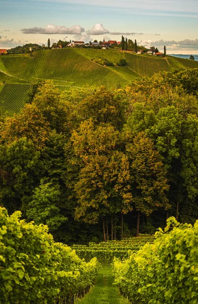 Štýrský Toskánsko Vinice Podzim Eckbergu Gamliz Štýrsko Rakousko Turistické Místo — Stock fotografie