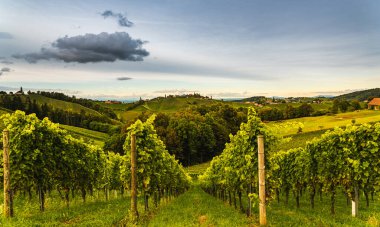 Styrian Tuscany Vineyard sonbaharda Eckberg, Gamliz, Styria, Avusturya yakınlarında. Şarap severler için turistik bir yer..