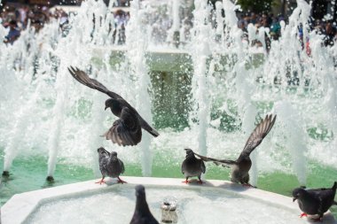 Susamış güvercinler çeşmede sıcak bir günde su içerler.