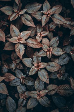 Kahverengi yapraklar sonbahar mevsiminde, kahverengi arkaplan