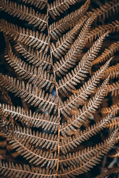 Braune Farnblätter Der Natur Brauner Hintergrund — Stockfoto