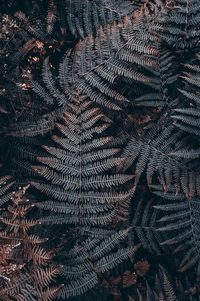 Коричневые Листья Папоротника Природе Коричневый Фон — стоковое фото