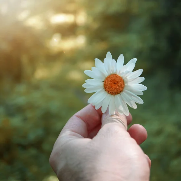 Mão Com Uma Bela Flor Margarida Sentindo Natureza — Fotografia de Stock