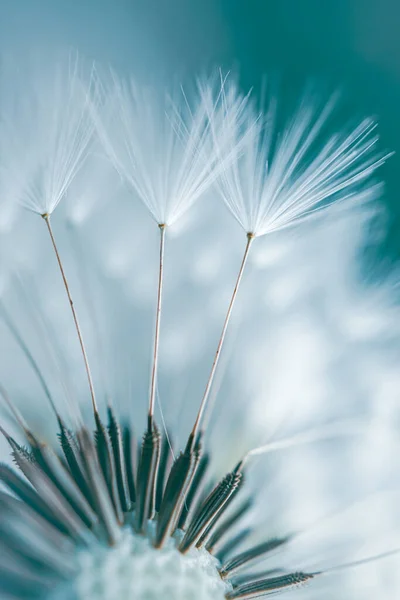 Romantische Paardebloem Lente Getextureerde Achtergrond — Stockfoto