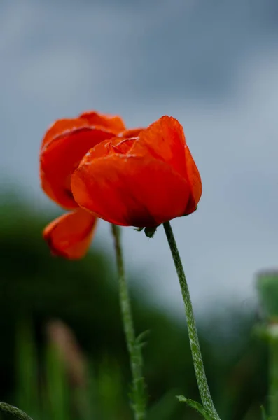 罂粟红花映衬着天空 — 图库照片